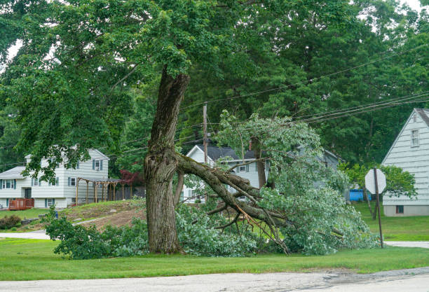 How Our Tree Care Process Works  in Monticello, IN