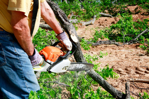 Best Tree Preservation Services  in Monticello, IN