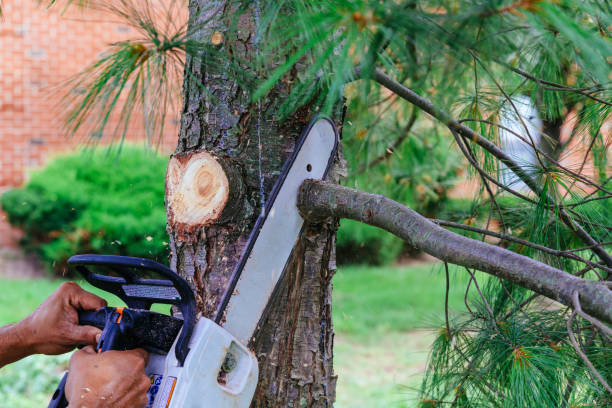 Trusted Monticello, IN Tree Services Experts